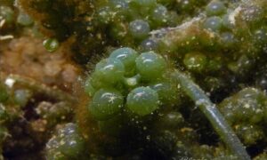Sea Grape - Not Known - Caulerpa lentillifera - Type: Seaweeds