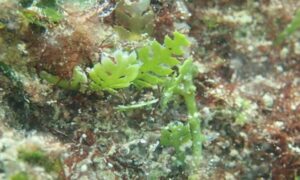 Feather algae, Fern algae - Not Known - Caulerpa mexicana - Type: Seaweeds