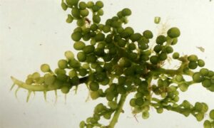 Sea grape - Not Known - Caulerpa racemosa var. macrophysa - Type: Seaweeds
