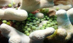 Green Grape, Mouse plant - Not Known - Caulerpa racemosa - Type: Seaweeds