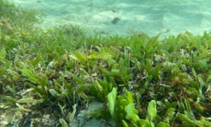 Green Feather Algae - Not Known - Caulerpa sertularioides - Type: Seaweeds