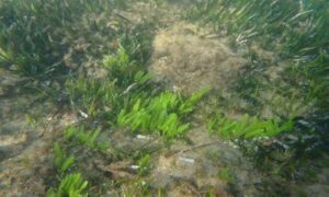 Feather algae,Killer Algae, Lukay-Lukay - Not Known - Caulerpa taxifolia - Type: Seaweeds