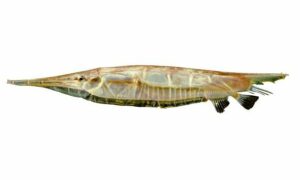Grooved razor-fish - Ciruni machh (চিরুনি মাছ) - Centriscus scutatus - Type: Bonyfish