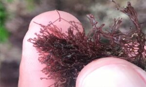 Red panache, Limu hulu ( Nigeria, India, Hawaii) - Not Known - Centroceras clavulatum - Type: Seaweeds