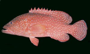 Vermillion Grouper - Bole Machh (বোল মাছ) - Cephalopholis miniata - Type: Bonyfish