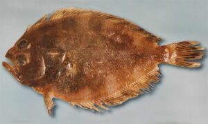 Large-tooth flounder - Chepta mach চেপ্টা মাছ), Serboti (সেরবতি) - Cephalopsetta ventrocellatus - Type: Bonyfish