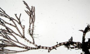 Not Known - Not Known - Ceramium cimbricum - Type: Seaweeds