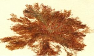 Not Known - Not Known - Ceramium cruciatum - Type: Seaweeds