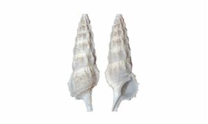 Horn snail - Lal kata shamuk (লাল কাটা শামুক), leza (ল্যাজা) - Cerithium columna - Type: Sea_snails