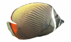 Redtail Butterfly Fish, Collare Butterfly Fish - Lal Lezza projapati Machh (লাল লেজ্জা প্রজাপতি মাছ) - Chaetodon collare - Type: Bonyfish