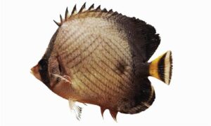 Indian vagabond butterflyfish - Projapati machh (প্রজাপতি মাছ) - Chaetodon decussatus - Type: Bonyfish