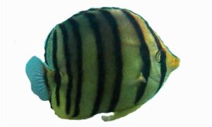 Indian vagabond butterflyfish - Projapati machh (প্রজাপতি মাছ) - Chaetodon octofasciatus - Type: Bonyfish