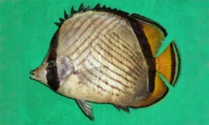 Horseshoe butterfly fish - Awsho khur projapoti (অশ্বক্ষুর প্রজাপতি) - Chaetodon pictus - Type: Bonyfish