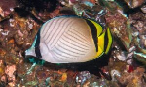 Vagabond Butterflyfish - Halud projapati machh (হলুদ প্রজাপতি মাছ) - Chaetodon vagabundus - Type: Bonyfish