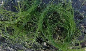 Rough Green Thread algae,Tarugata-Juzumo(Japan) - Not Known - Chaetomorpha aerea - Type: Seaweeds