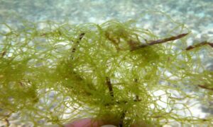 Green Algae - Not Known - Chaetomorpha brachygona - Type: Seaweeds