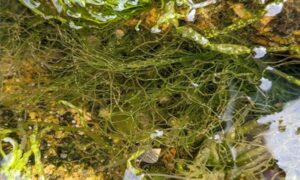 Spaghetti algae - Not Known - Chaetomorpha linum - Type: Seaweeds