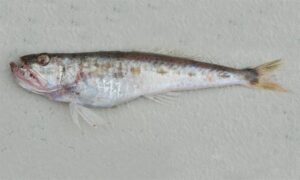 Gaper - Kumirdati machh (কুমির দাতি মাছ) - Champsodon capensis - Type: Bonyfish