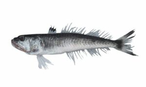 Longfin gaper - Kumirdati machh (কুমির দাতি মাছ) - Champsodon longipinnis - Type: Bonyfish