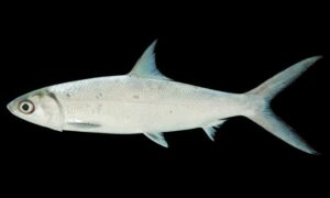 Milkfish - Milk fish ( মিল্ক ফিশ) - Chanos chanos - Type: Bonyfish
