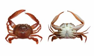 Not known. - Kakra (কাঁকড়া) - Charybdis (Archias) smithii - Type: Crab