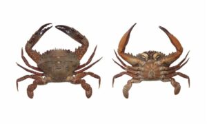 Pacific Swimming Crab, Swimming Crab. - Santura kankra (সাঁতারু কাঁকড়া) - Charybdis (Charybdis) hellerii - Type: Crab