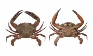 Ridged Swimming Crab, Swimming Crab. - Lal Shantaru Kakra (লাল সাঁতারু কাঁকড়া), Santura kankra (সাঁতারু কাঁকড়া) - Charybdis (Charybdis) natator - Type: Crab