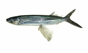 Spotfin flyingfish - Urumacch (উরুমাছ) - Cheilopogon furcatus - Type: Bonyfish