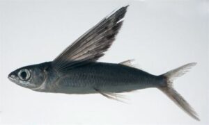 Stained flyingfish - Dagi urukku mach (দাগী উড়ুক্কু মাছ) - Cheilopogon spilonotopterus - Type: Bonyfish