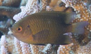 Big-lip Damsel - Mudhah (মুধা) - Cheiloprion labiatus - Type: Bonyfish