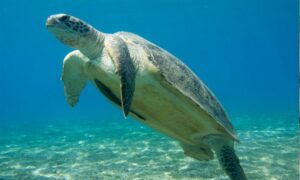 Green Turtle - Sabuj Samudrik Kachim (সবুজ সামুদ্রিক কাছিম) - Chelonia mydas - Type: Turtles