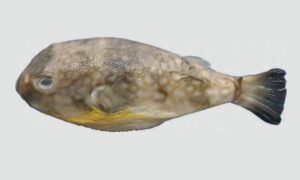 Milkspotted puffer - Shadaphota potka (সাদাফোটা পটকা), Dora potka (ডোরা পটকা) - Chelonodontops patoca - Type: Bonyfish