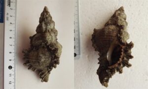 fireband murex - Badami kata shamuk ( বাদামী কাঁটা শামুক) - Chicoreus torrefactus - Type: Sea_snails