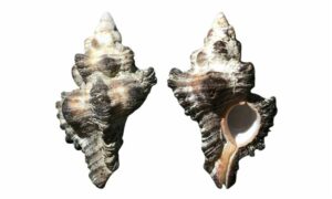 Adusta murex - kalo kata shamuk (কালো কাঁটা শামুক) - Chicoreus brunneus - Type: Sea_snails