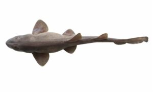 Hasselt's bambooshark - Muichya hangor (মুইছা হাঙ্গর), Bomba tot tang (বোম্বা টট ট্যাং) - Chiloscyllium hasseltii - Type: Shark