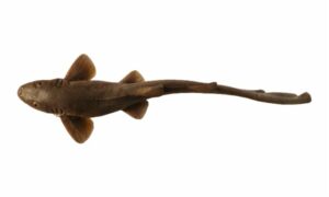 Grey bamboo shark,Black Banded Shark - Muichya hangor (মুইছা হাঙ্গর), Bomba tot tang (বোম্বা টট ট্যাং) - Chiloscyllium griseum - Type: Shark