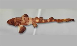 Brownbanded bamboo shark,Brown Spotted Cat shark - Bilai hangor (বিলাই হাঙ্গর) - Chiloscyllium punctatum - Type: Shark