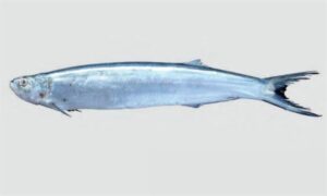 Dorab wolf-herring - Pati korati chela (পাতি করাতি চেলা), Korati chela (করাতি চেলা) - Chirocentrus dorab - Type: Bonyfish