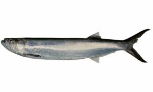 Whitefin wolf-herring - Korati mach (করাতি মাছ ) - Chirocentrus nudus - Type: Bonyfish