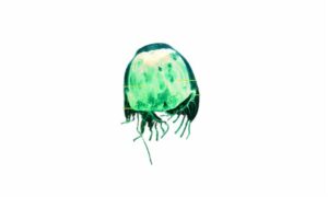 Box jellyfish/ Sea wasp - Jellyfish (জেলিফিশ) - Chiropsoides buitendijki - Type: Jellyfish