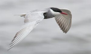 Whiskered tern - Not Known - Chlidonius hybrida - Type: Marine_birds