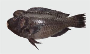 Raggedfin parrotfish - Kala tiya mach (কালা টিয়া মাছ), Mathatila tota mach (মাথাটিলা তোতা মাছ), Kalo Tota mach (কালো তোতা মাছ) - Chlorurus rhakoura - Type: Bonyfish