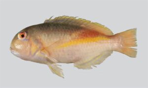 Robust Tuskfish, Swordlipped Wrasse - Not known - Choerodon robustus - Type: Bonyfish