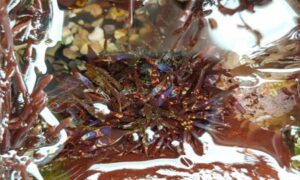 Kosugi algae (China Korea) - Not Known - Chondracanthus intermedius - Type: Seaweeds