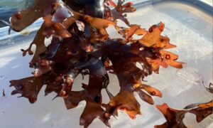 Pearl moss, Jelly moss, Rock moss,Irish moss,Jelly moss - Not Known - Chondrus crispus - Type: Seaweeds