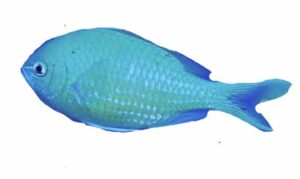 Blue green damselfish - Neelima (নিলিমা) - Chromis viridis - Type: Bonyfish