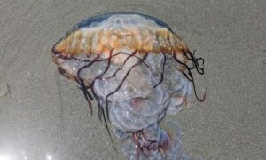 Sea nettle - Jellyfish (জেলিফিশ) - Chrysaora fuscescens - Type: Jellyfish