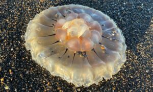 Sea nettle - Jellyfish (জেলিফিশ) - Chrysaora melanaster - Type: Jellyfish