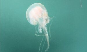 Common sea nettle - Jellyfish (জেলিফিশ) - Chrysaora quinquecirrha - Type: Jellyfish