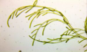Not Known - Not Known - Cladophora laetevirens - Type: Seaweeds